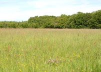 Gosfield habitat
Click on image to enlarge