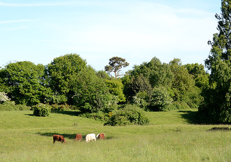 Hitchcocks Meadow
Click for next photo