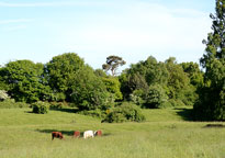 Hitchcocks Meadow
Click on image to enlarge