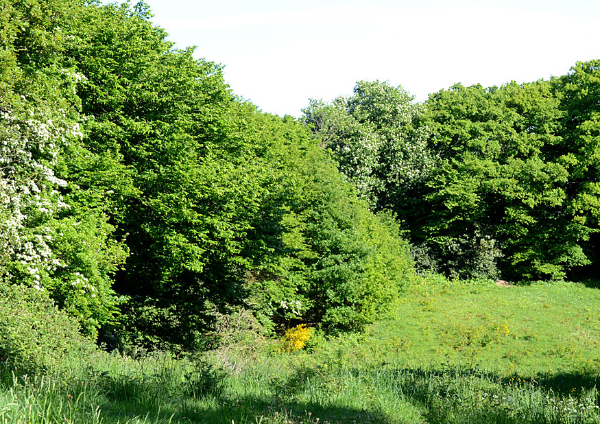 Hitchcocks Meadow
Click for next photo