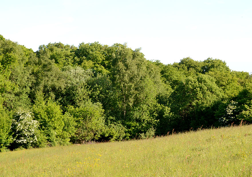 Hitchcocks Meadow
Click for next photo