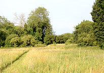 Small photograph of the paddock at Roseland House
Click on the image to enlarge