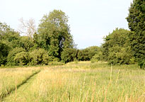 Roseland House Spinney hedge 
Click on image to enlarge