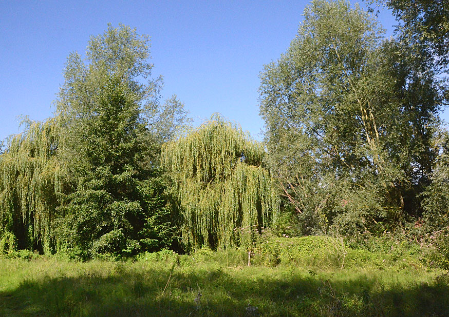 Roseland House paddock
Click the gallery