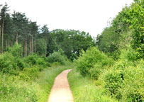 Small photograph of the Salcey Forest
Click on the image to enlarge