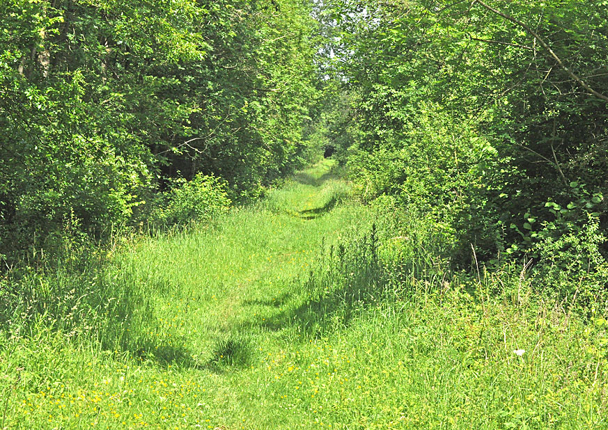 Photograph of Salcey Forest
Click on the image for the next photo