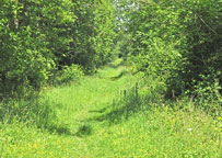 Small photograph of the Salcey Forest
Click on the image to enlarge