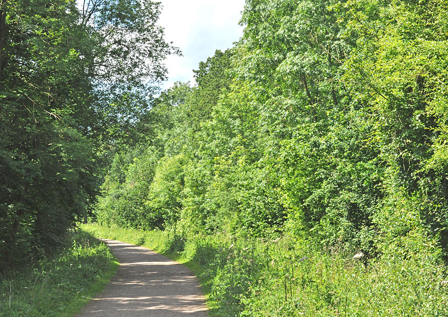 Photograph of Salcey Forest
Click on the image for the gallery