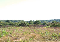 Westleton Heath 
Click on image to enlarge