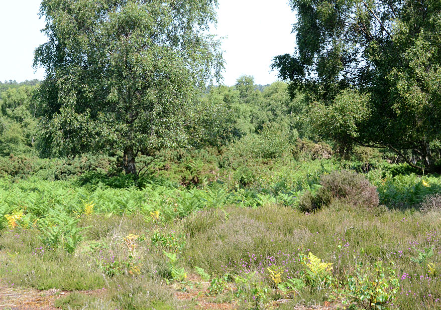 Westletion Heath
Click for next photo
