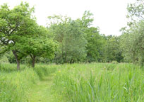 Small photograph of habitat
Click on the image to enlarge