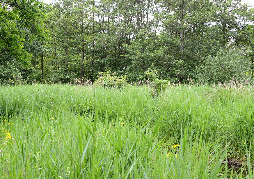 Wheatfen map
Click for next photo