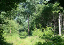 A glade in Wolves Wood
Click on image to enlarge