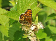 Small photograph of a Heath Fritillary
Click on the image to enlarge