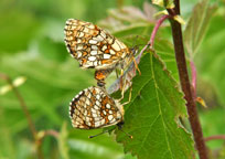 Small photograph of a Heath Fritillary
Click on the image to enlarge