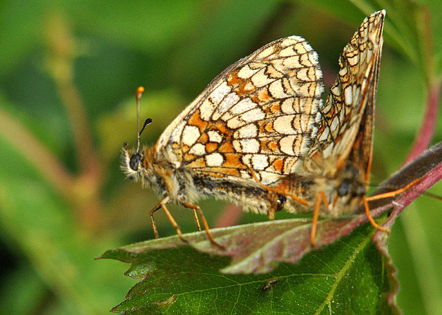 Photograph of a Heath Fritillary
Click on the image for the next photo