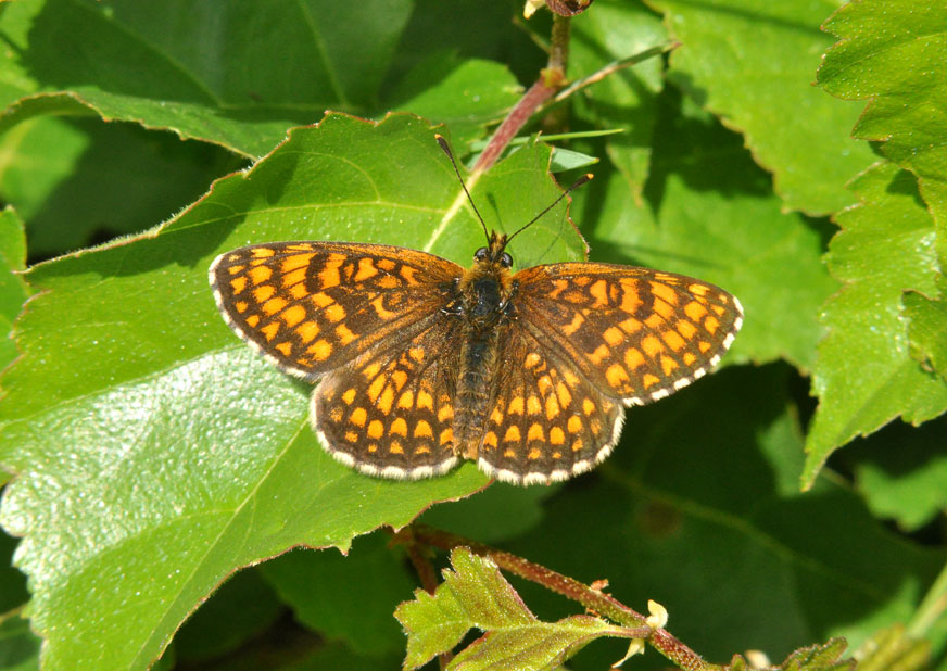 Photograph of a Heath Fritillary
Click on the image for the next photo