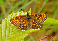 Small image of a Heath Fritillary
Click to enlarge