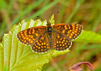 Small photograph of a Heath Fritillary
Click on the image to enlarge