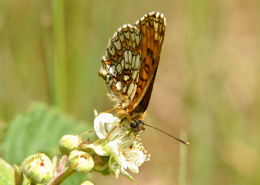 Photograph of a Heath Fritillary
Click on the image for the next photo