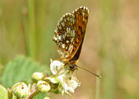 Small photograph of a Heath Fritillary
Click on the image to enlarge