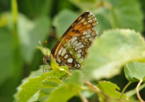 Small photograph of a Heath Fritillary
Click on the image to enlarge