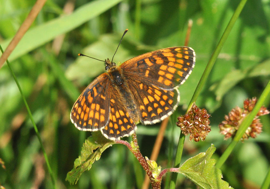 Photograph of a Heath Fritillary
Click on the image for the next species