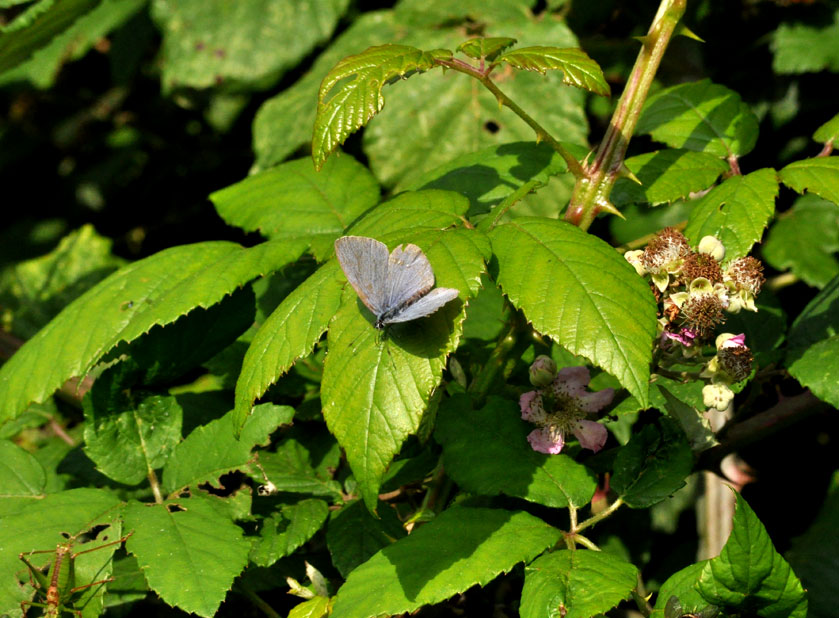 Photograph of a Holly Blue
Click on the image for the next species