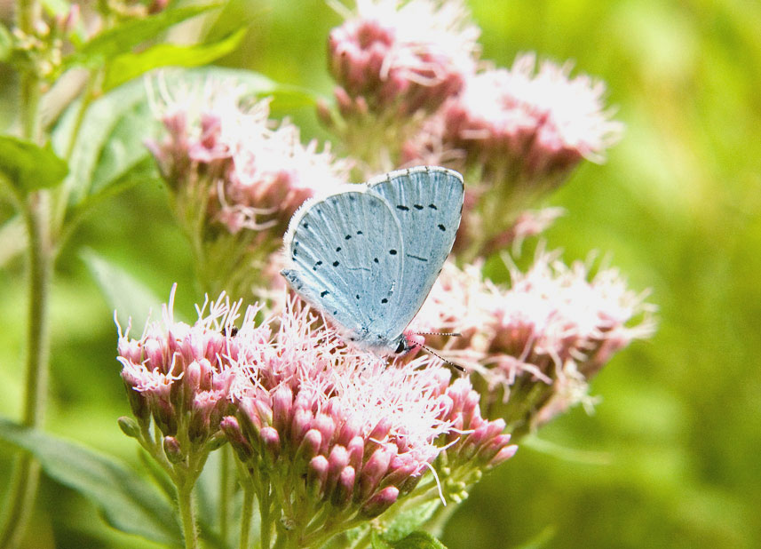 Photograph of a Holly Blue
Click on the image for the next photo