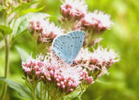 Small photograph of a Holly Blue
Click on the image to enlarge