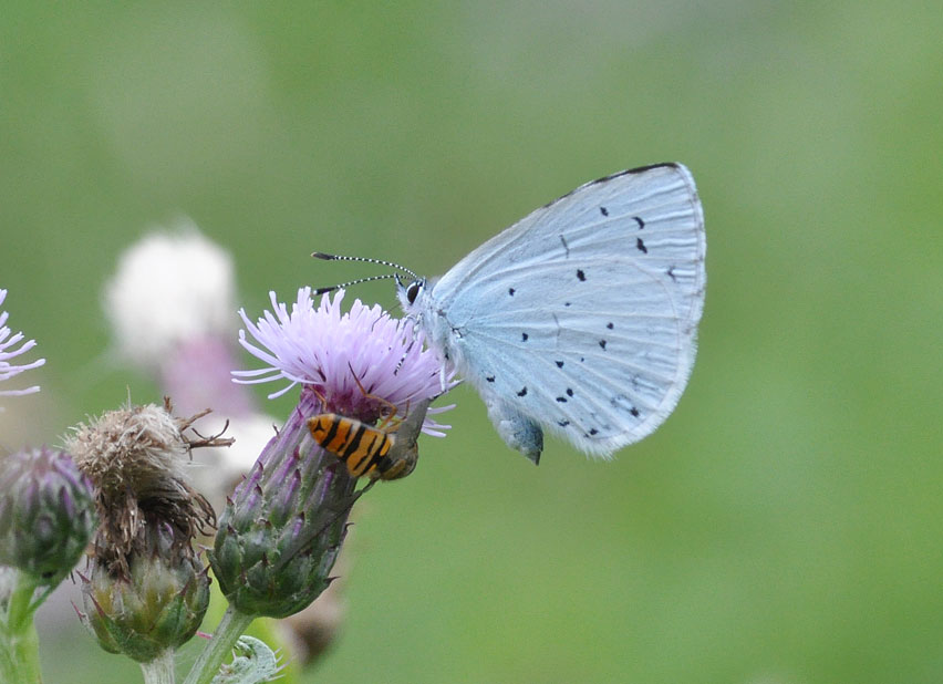 Photograph of a Holly Blue
Click on the image for the next photo