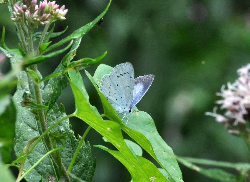 Photograph of a Holly Blue
Click on the image for the next photo