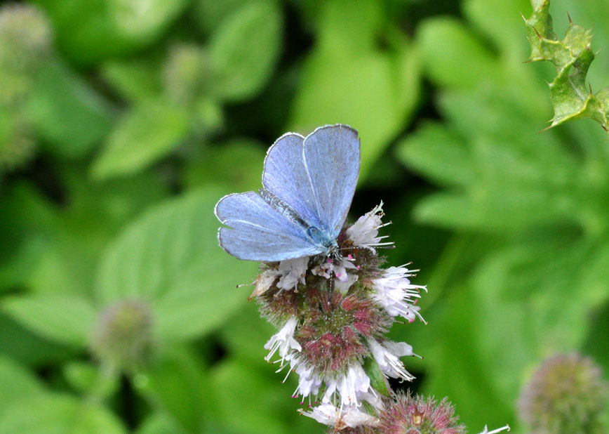 Photograph of a Holly Blue
Click on the image for the next photo