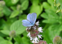 Small photograph of a Holly Blue
Click on the image to enlarge