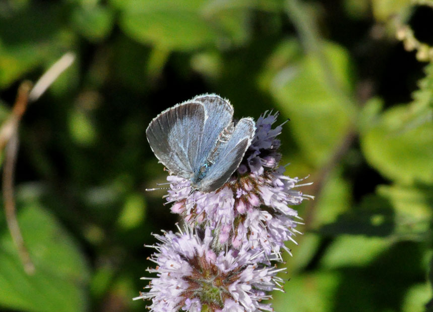 Photograph of a Holly Blue
Click on the image for the next photo