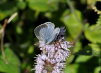 Small photograph of a Holly Blue
Click on the image to enlarge