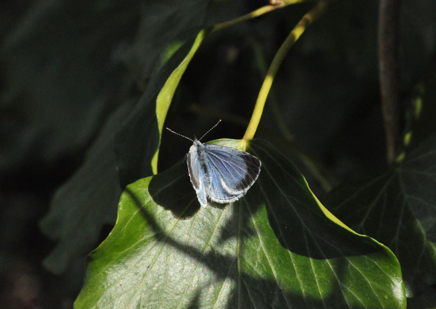 Photograph of a Holly Blue
Click on the image for the next photo