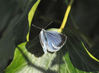 Small photograph of a Holly Blue
Click on the image to enlarge