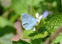 Small photograph of a Holly Blue
Click on image to enlarge
