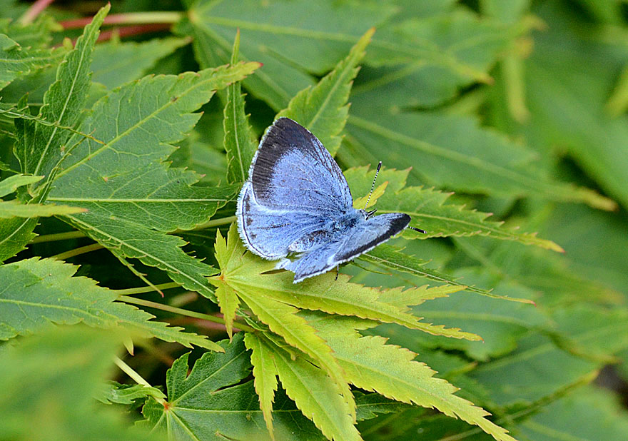 Holly Blue
Click for next photo