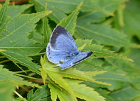 Holly Blue
Click on image to enlarge