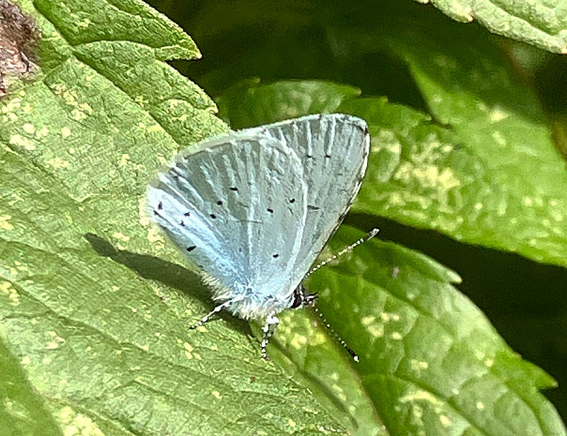 Photograph of a Holly Blue
Click on the image for the next photo