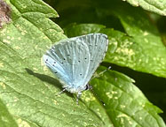 Small photograph of a Holly Blue
Click on the image to enlarge