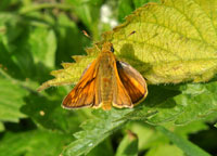 Small photograph of a Large Skipper
Click on the image to enlarge