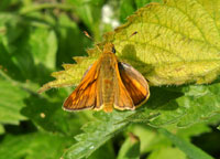 Large Skipper
Click on image to enlarge