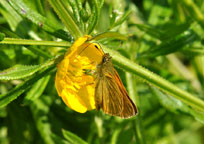 Large Skipper
Click on image to enlarge