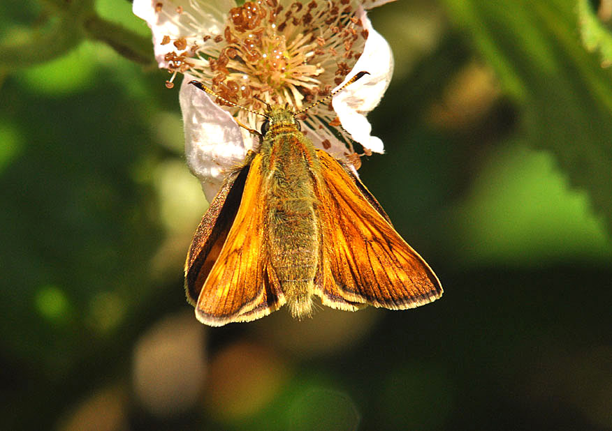 Photograph of a Large Skipper
Click on the image for the next photo