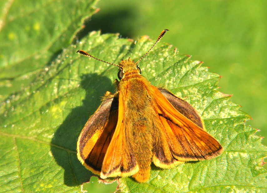 Photograph of a Large Skipper
Click on the image for the next photo