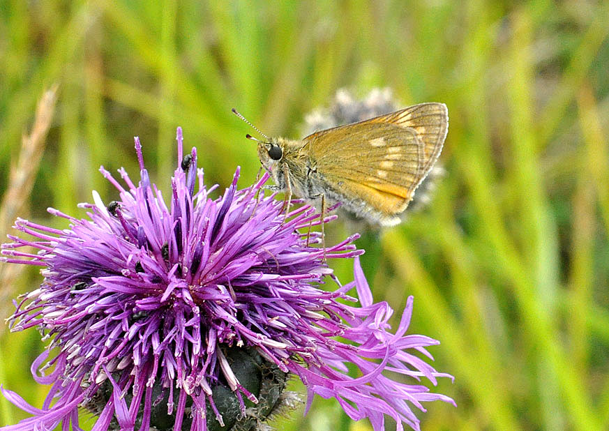 Photograph of a Large Skipper
Click on the image for the next photo