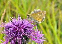 Small photograph of a Large Skipper
Click on the image to enlarge